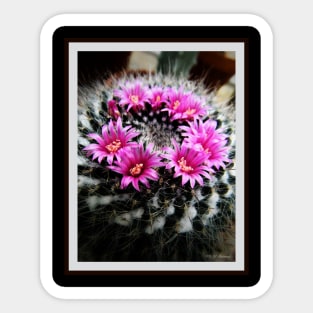 Purple Cactus Flowers Sticker